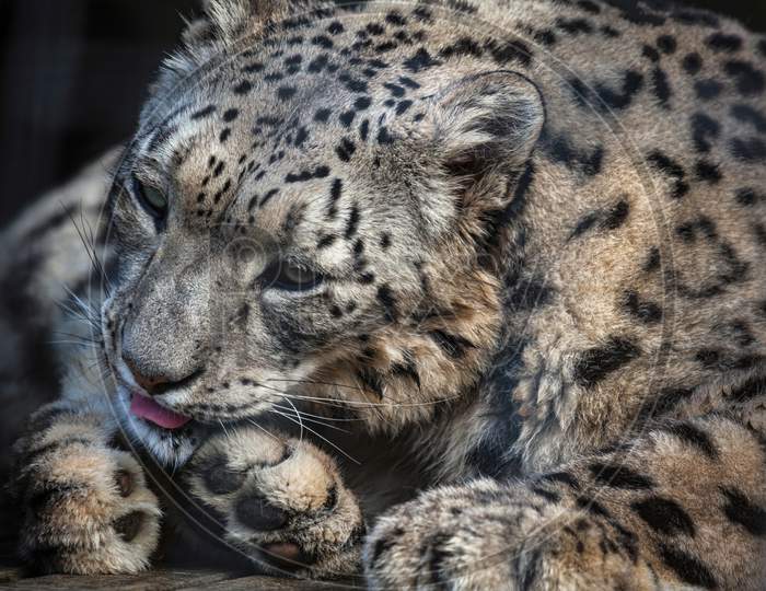 Snow Leopard (Panthera Uncia)