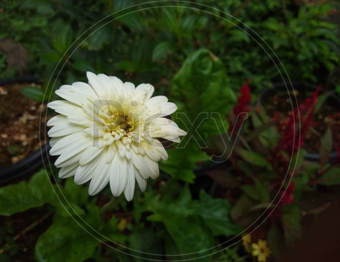Gerbera Daisy flower in the garden