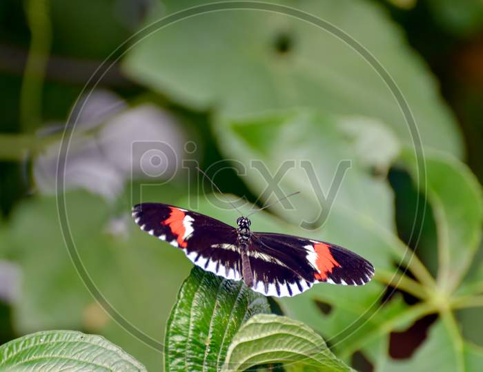 Postman Butterfly (Heliconius Melpomene) Resting On A Leaf