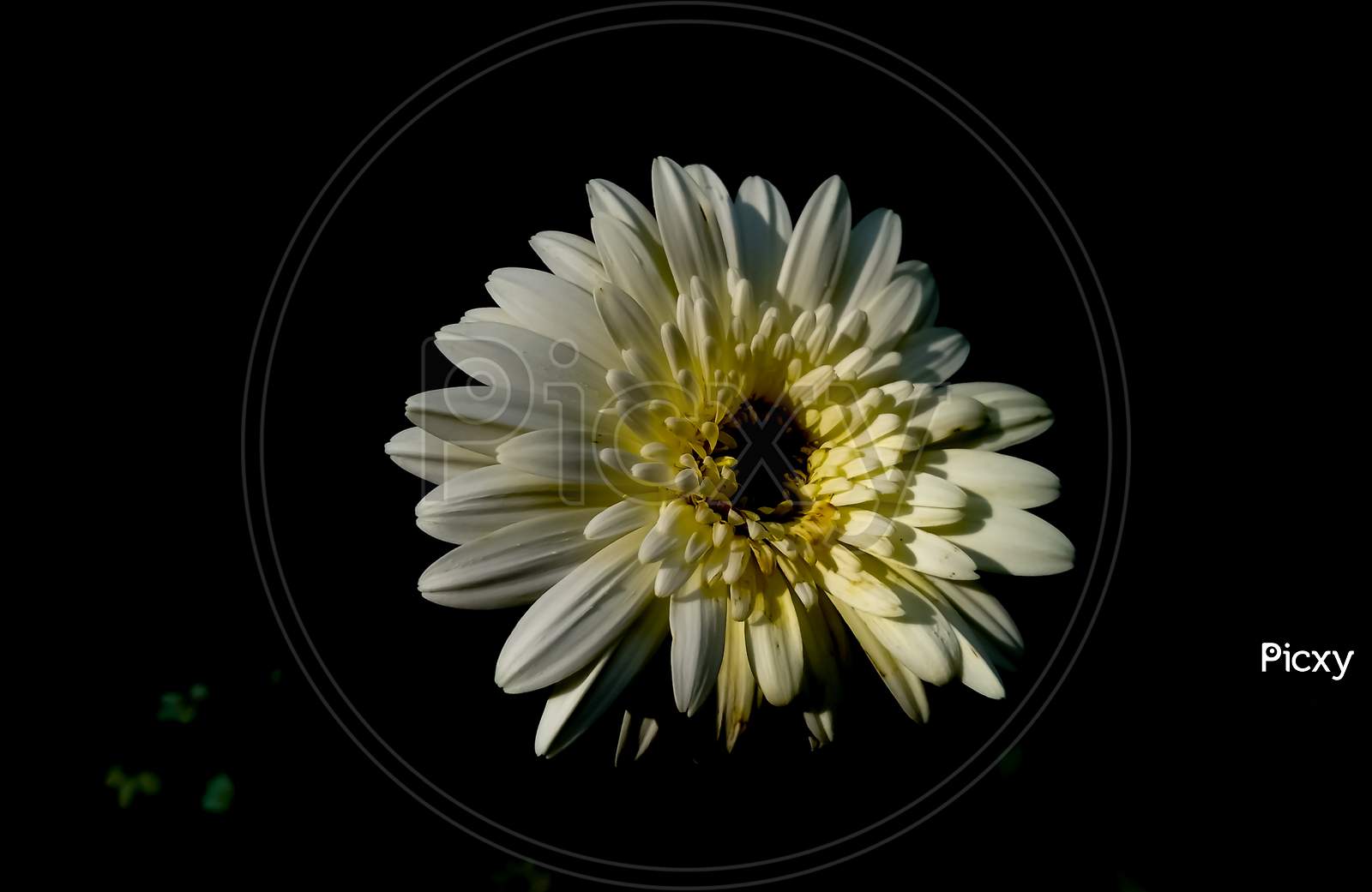 Gerbera Daisy flower on black background
