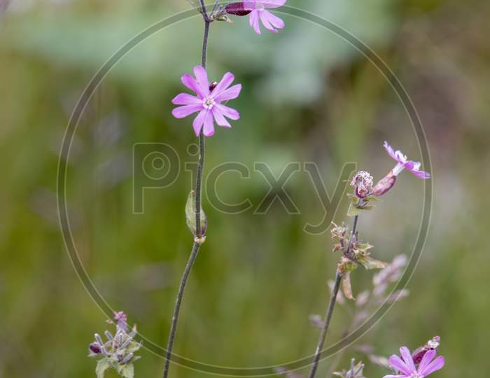 Red Campion (Silene Dioica) Flowering In The Dolomites
