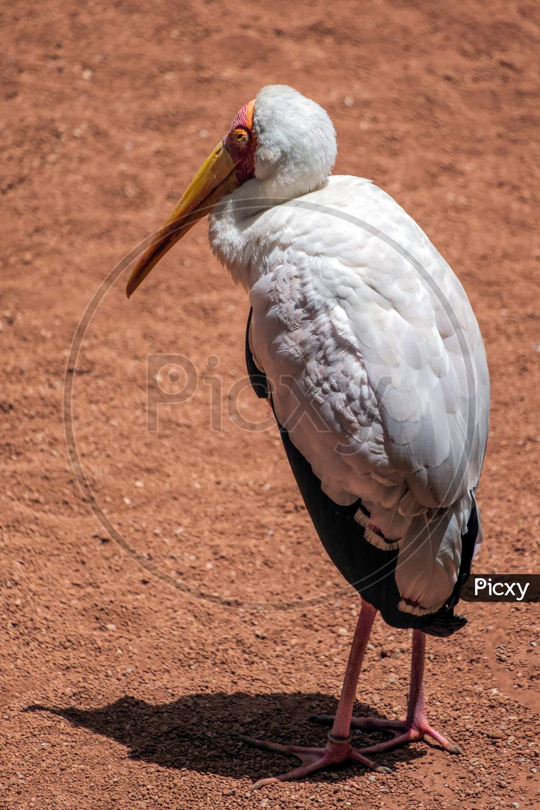 Yellow-Billed Stork (Mycteria Ibis) At The Bioparc In Fuengirola