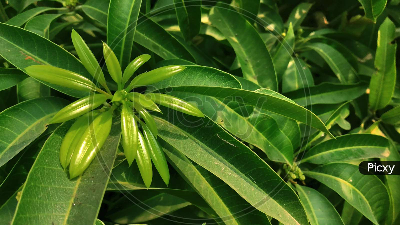 Mango green fresh leaf