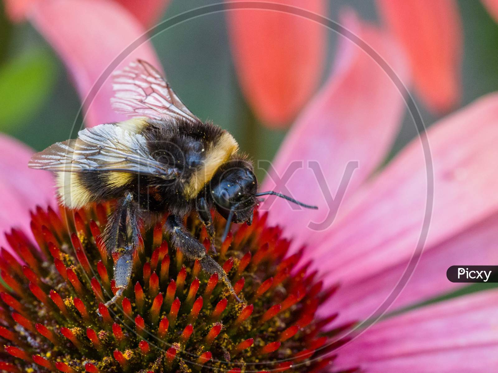 Bee On An Echinacea