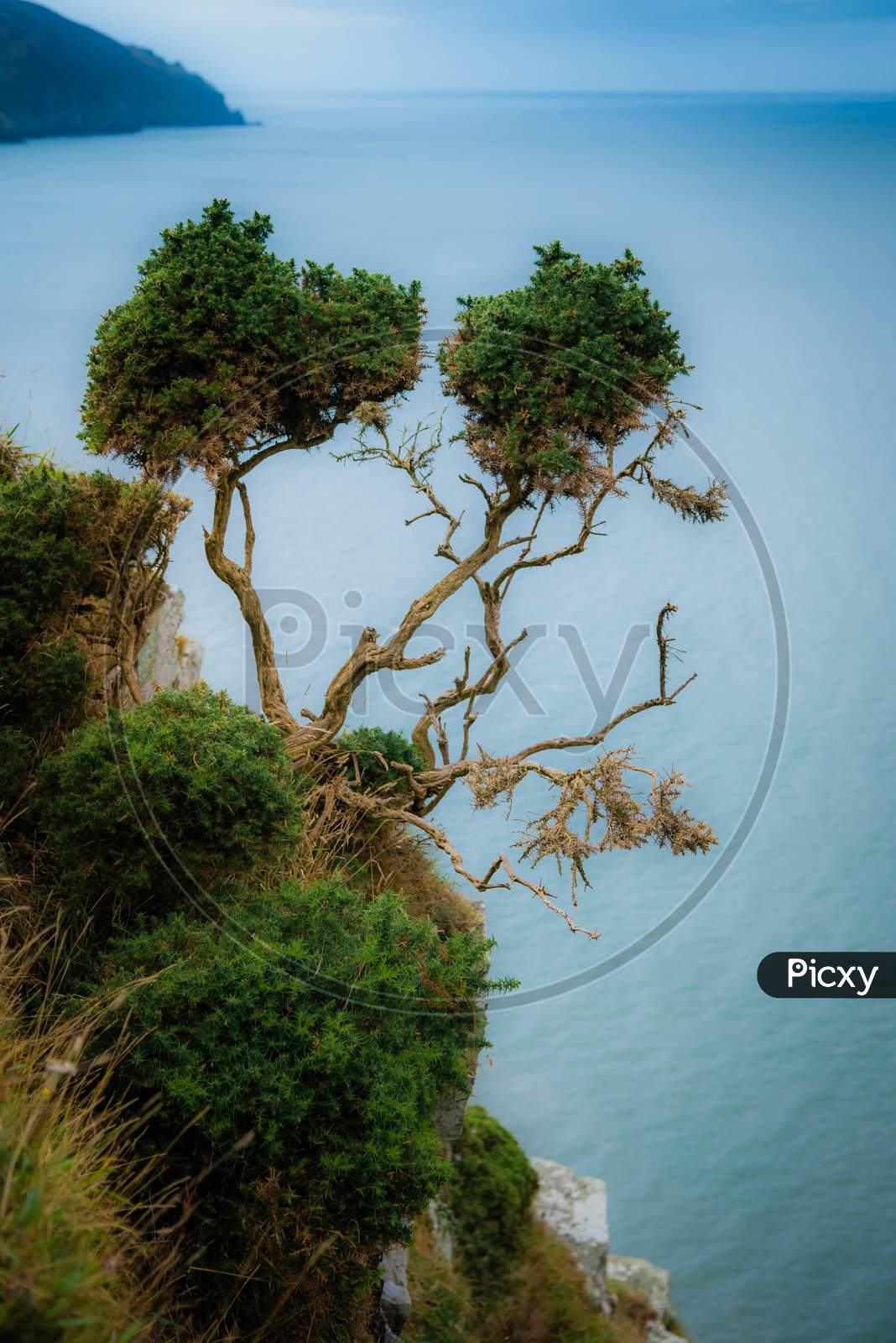 Tree On Devon Coastline