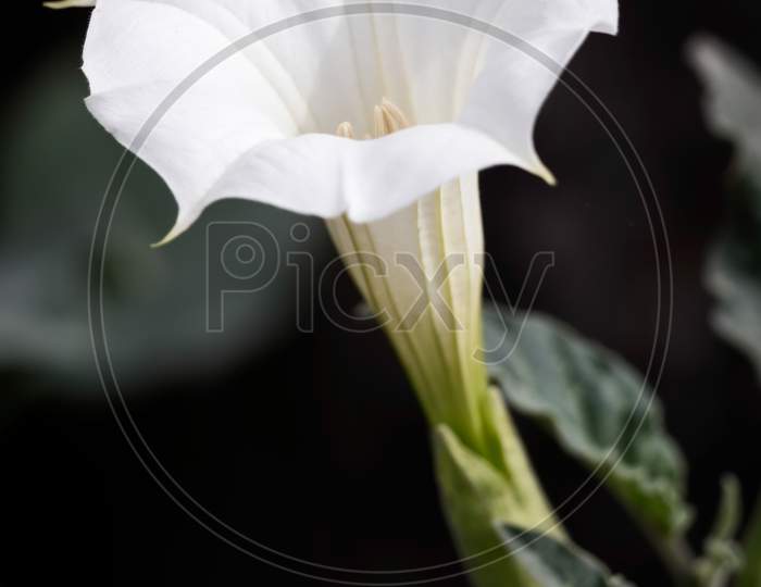 Datura Inoxia White Trumpet Flower