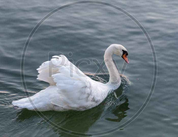 Mute Swan Gliding Across Lake Maggiore