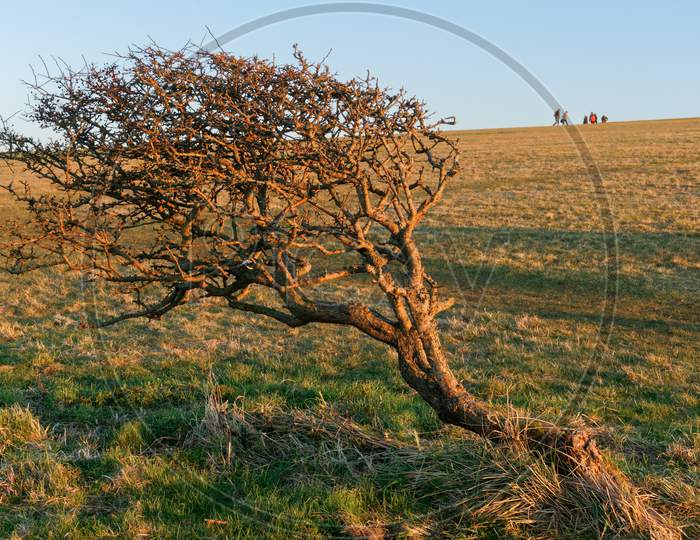 Tree On The South Downs Bent Over Due To Prevailing Winds