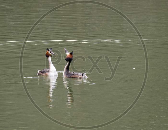 Great Crested Grebes  (Podiceps Cristatus)
