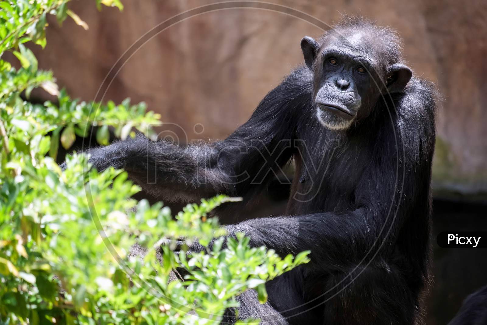 Chimpanzee Resting In The Bioparc Fuengirola