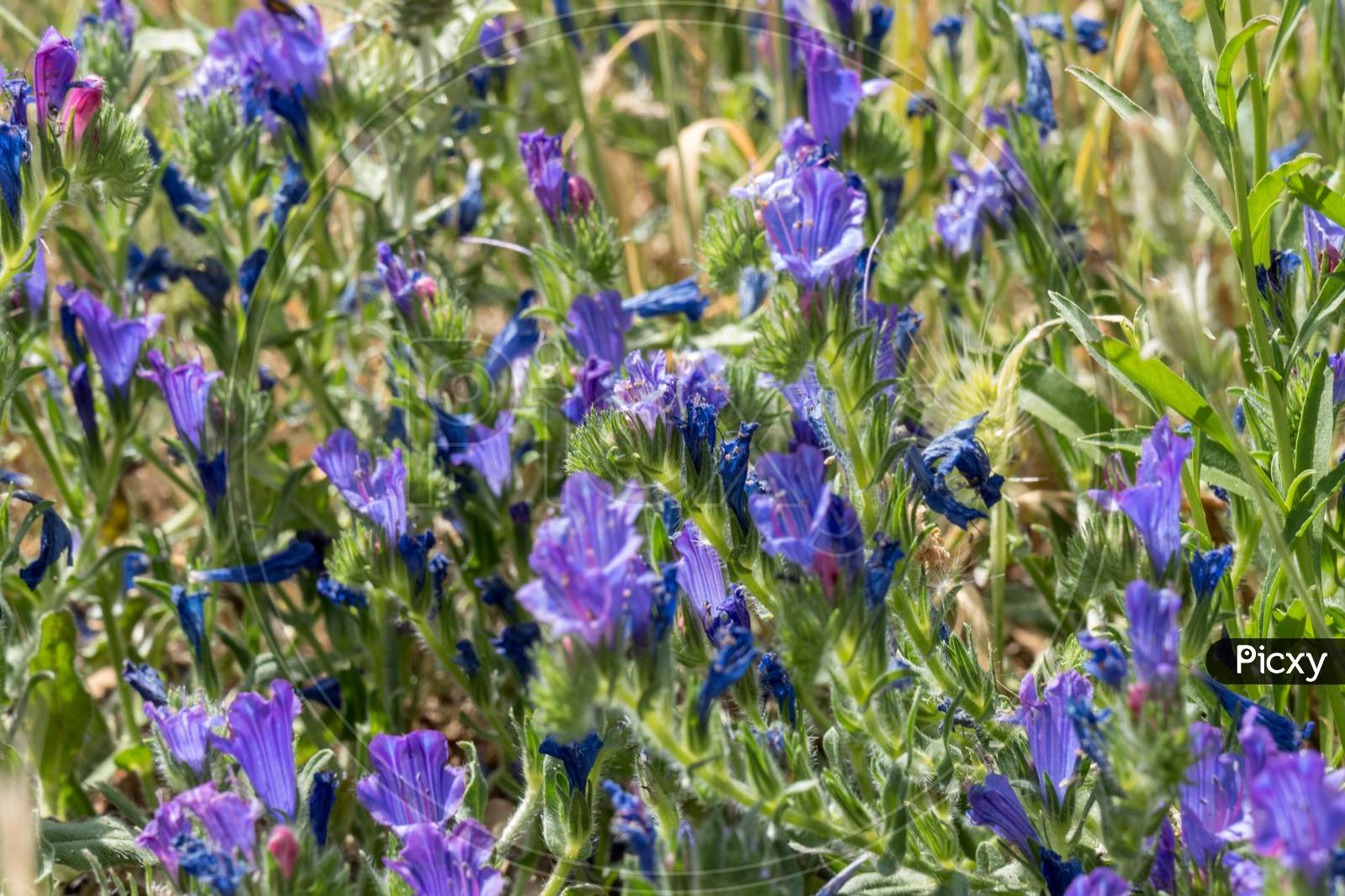 Blue Wild Flowers Growing Near Lake Liscia In Sardinia