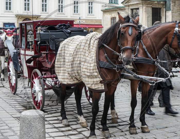 Horse And Carriage For Hire In Vienna