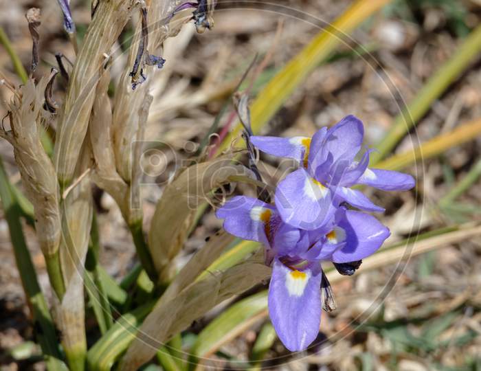 A Dwarf Iris, Barbary Nut, (Gynandriris Sisyrinchium) Flowering In Spring In Sardinia