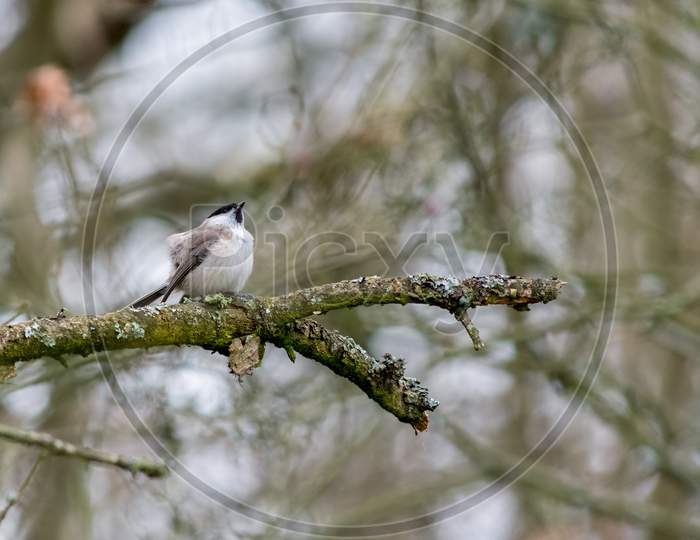 Marsh Tit Puffed Up On A Cold Winter'S Day