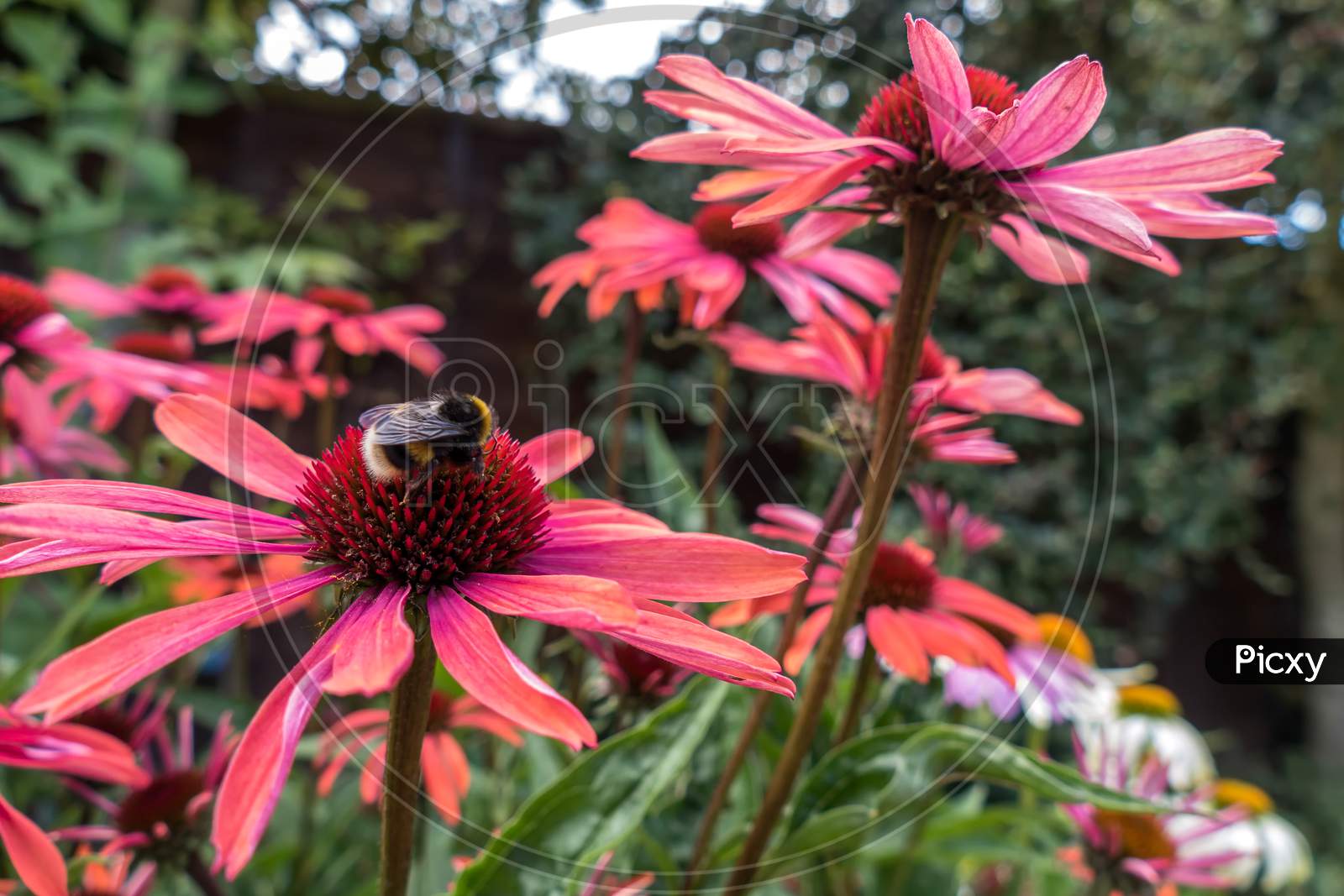 Bee On A Red Echinacea Flower