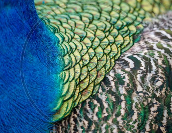 Close Up Of The Colourful Plumage Of A Peacock (Pavo Cristatus)
