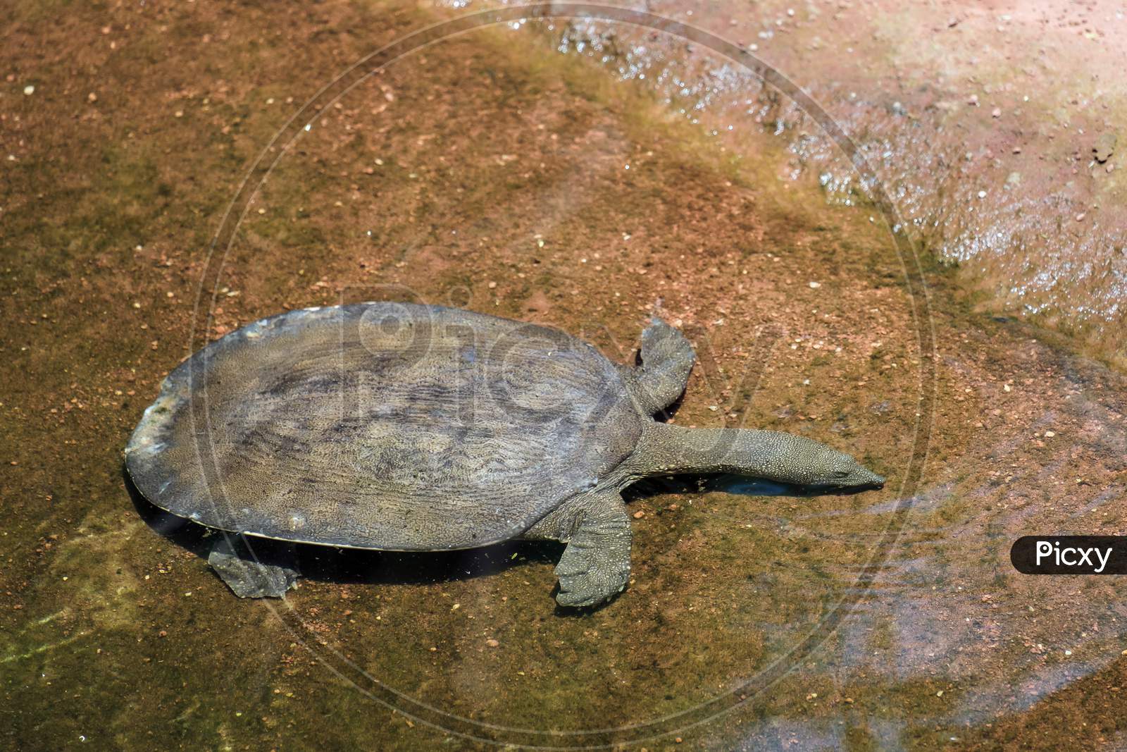 Turtle Swimming At The Bioparc Fuengirola