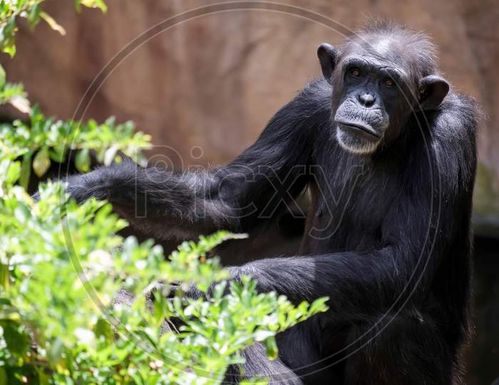 Chimpanzee Resting In The Bioparc Fuengirola
