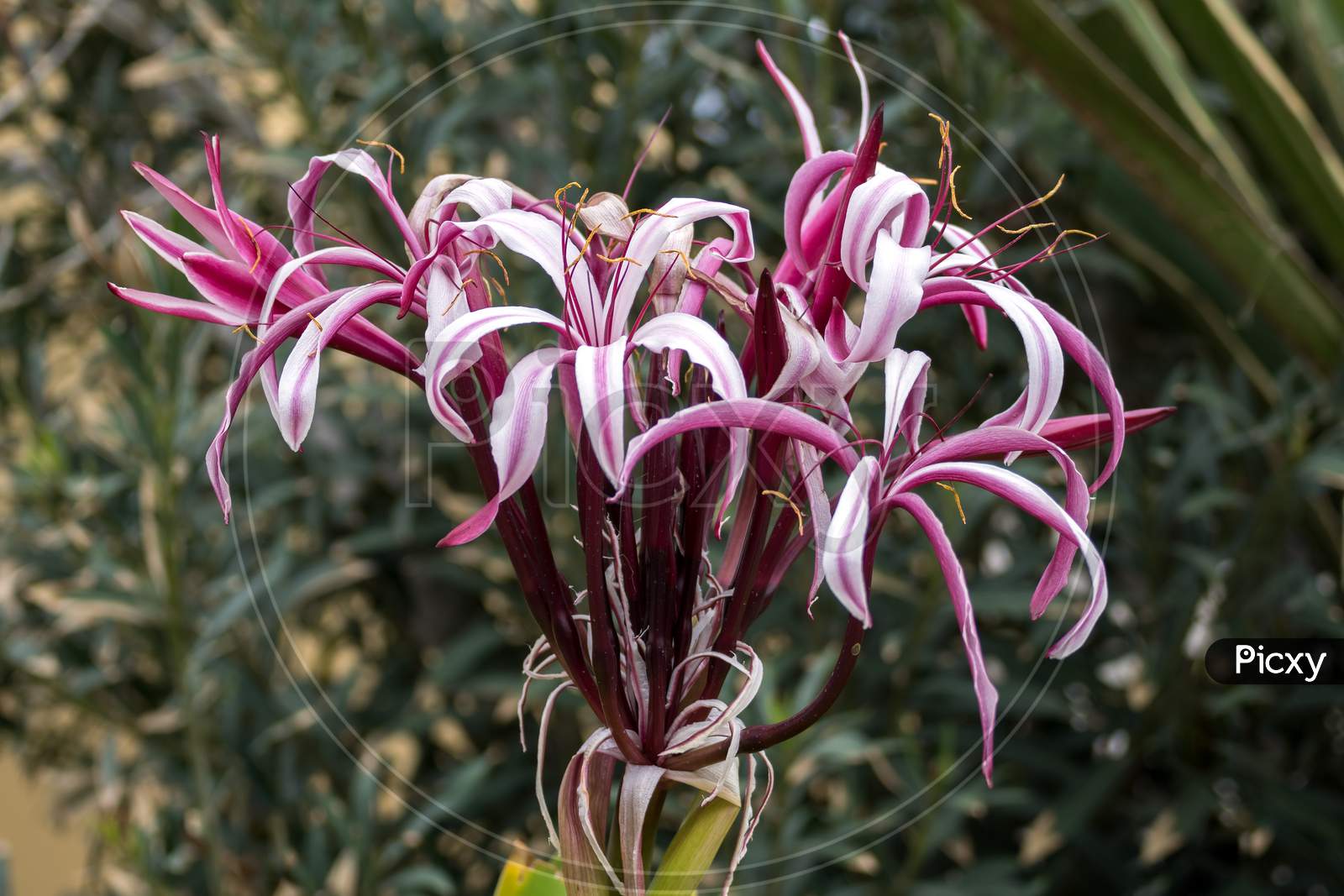 Magenta Crinum Lily Flowering In Tenerife