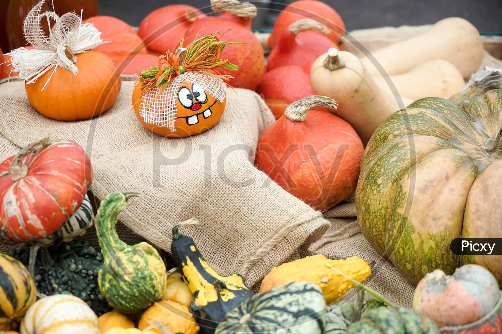 A Group Of Colourful Gourds In Friedrichsdorf