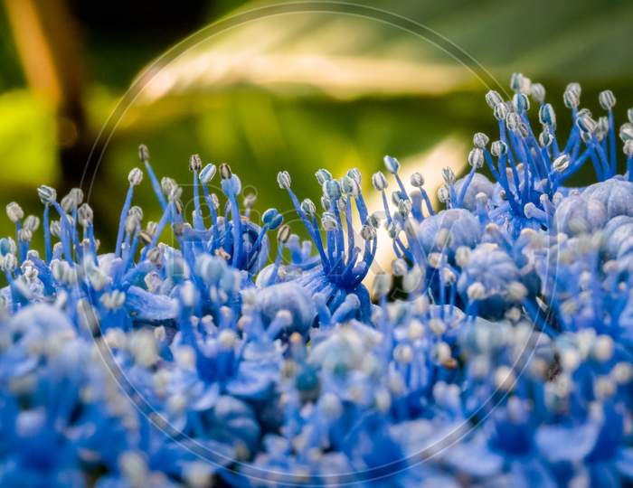 Close-Up Of A Blue Hydrangea In An English Garden