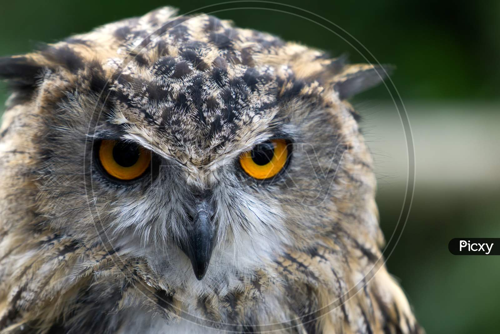 Eurasian Eagle-Owl (Bubo Bubo)