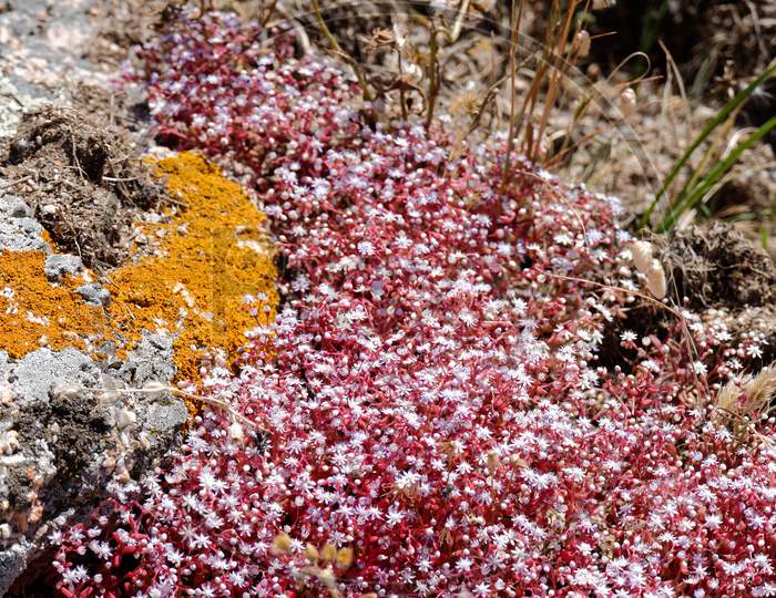 Red Saxifrage (Saxifraga) In Sardinia