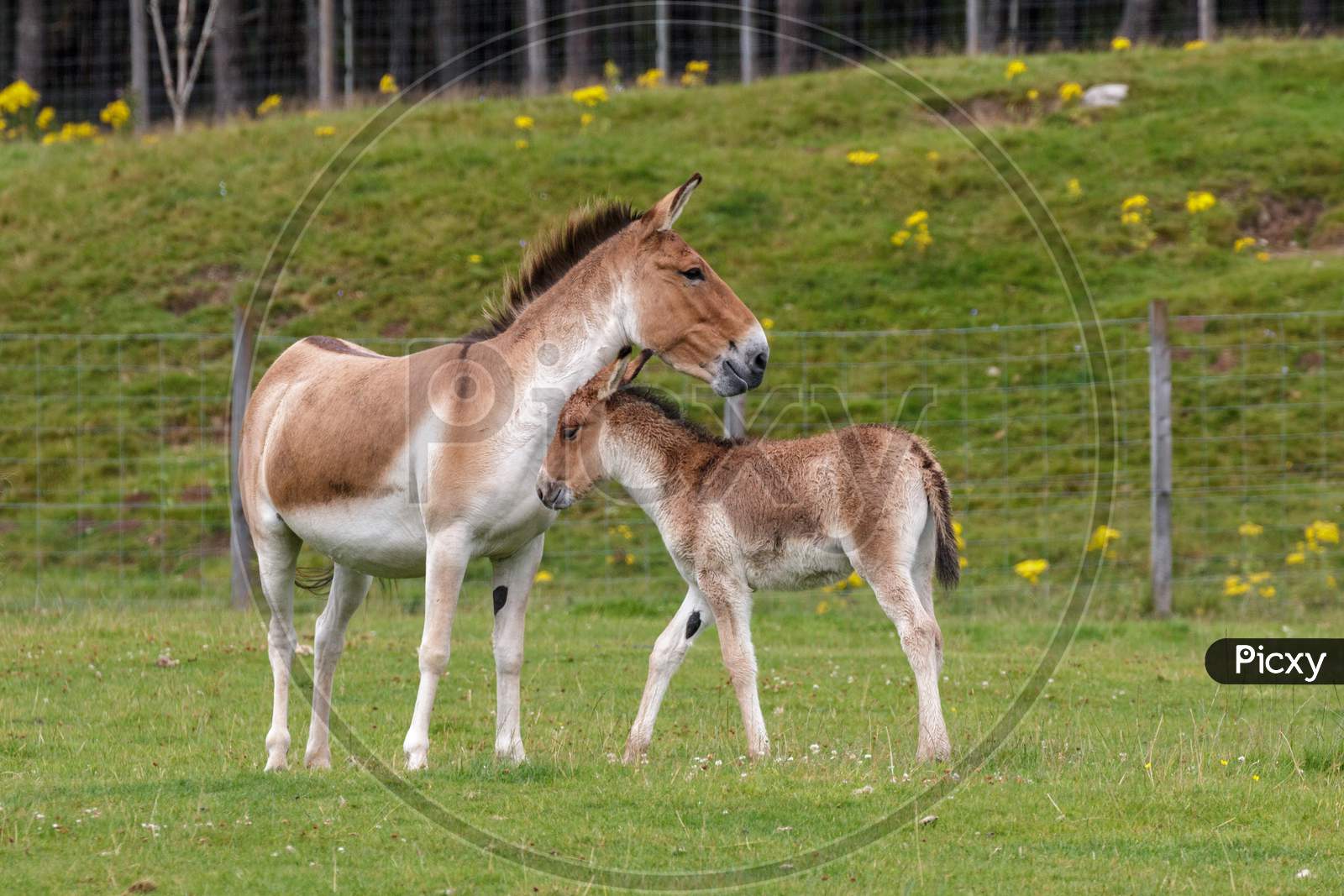 Przewalski Horse (Equus Ferus Przewalskii)