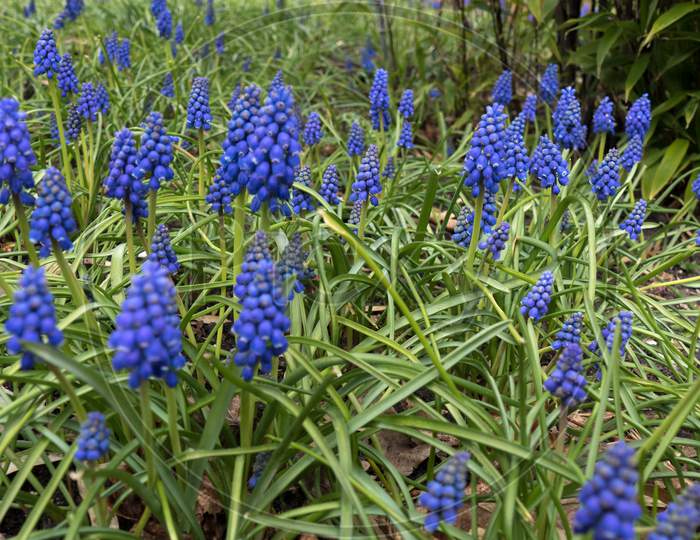 A Profusion Of Blue Grape Hyacinths