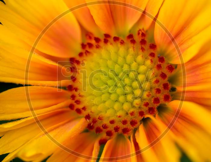Close-Up View Of A Yellow And Orange Gazania Flower