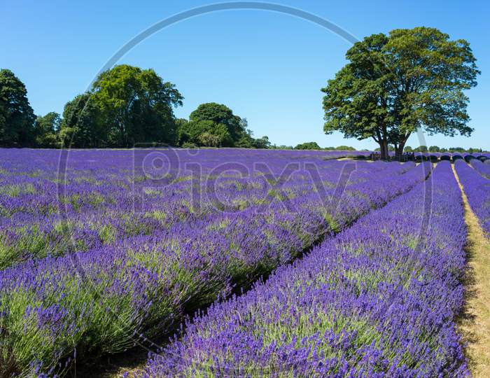 People Enjoying A Lavender Field In Banstead Surrey