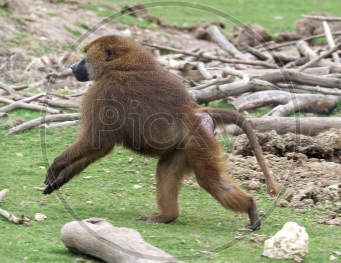 Guinea Baboon (Papio Hamadryas Papio) Running