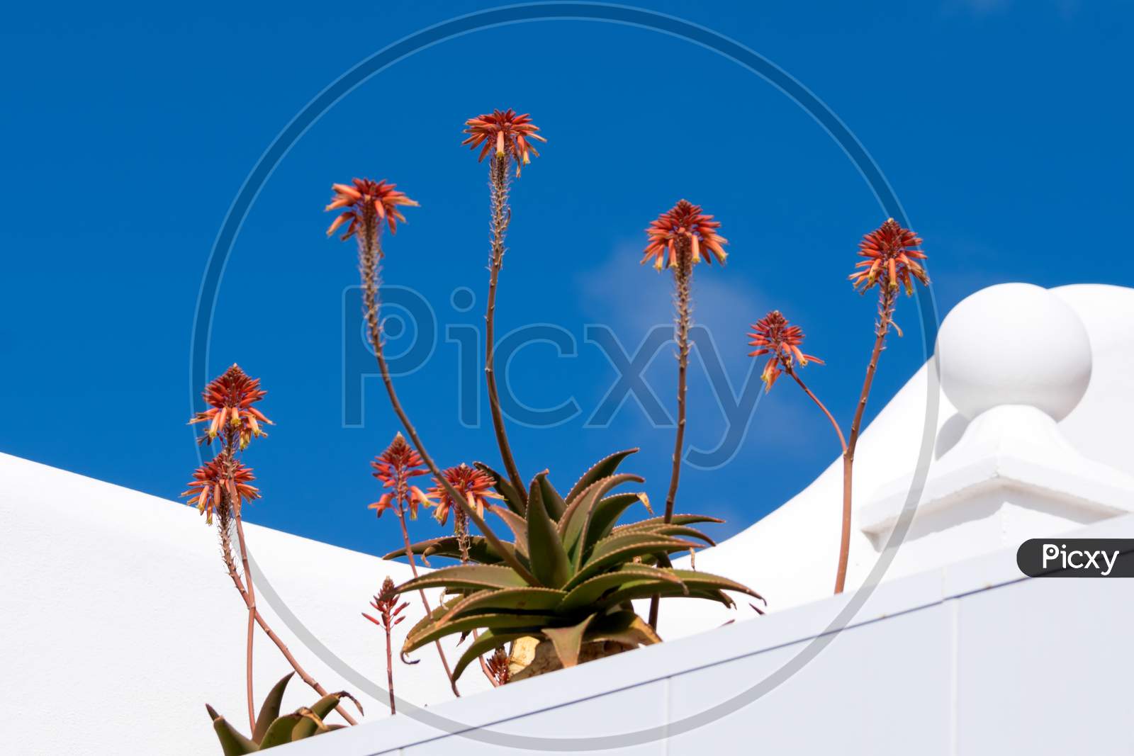 Fynbos Aloe ( Aloe Succotrina)