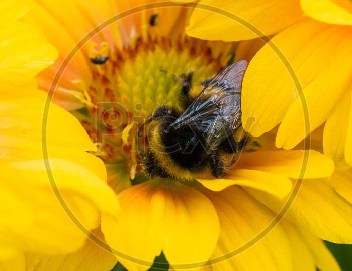 Bee On Yellow Daisy Flower
