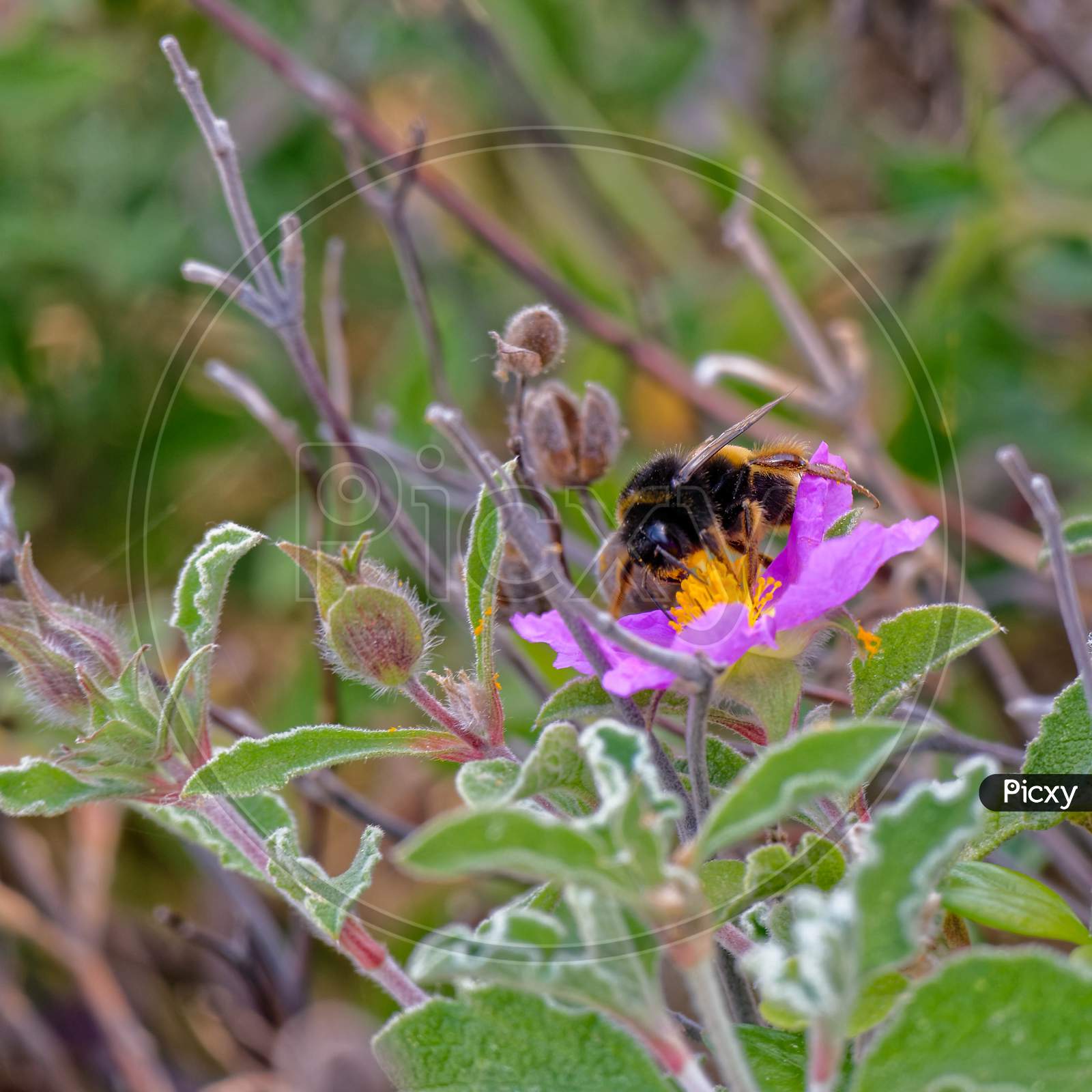 Bee On A Cretan Rock Rose (Cistus Creticus L.)