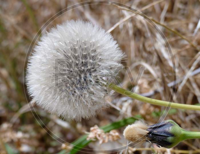 Dandelion (Taraxacum) Seed Head