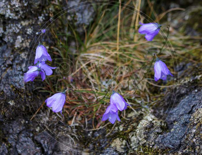 Blue Harebell Flowering In Scotland
