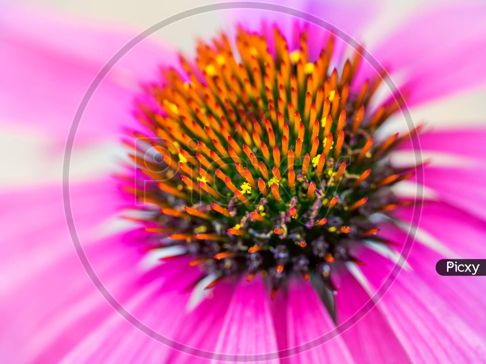 Macro Shot Of A Pink Echinacea Flower Head