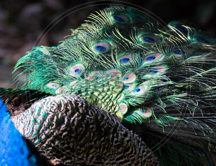 Peacock (Pavo Cristatus)