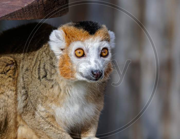 Crowned Lemur (Eulemur Coronatus)