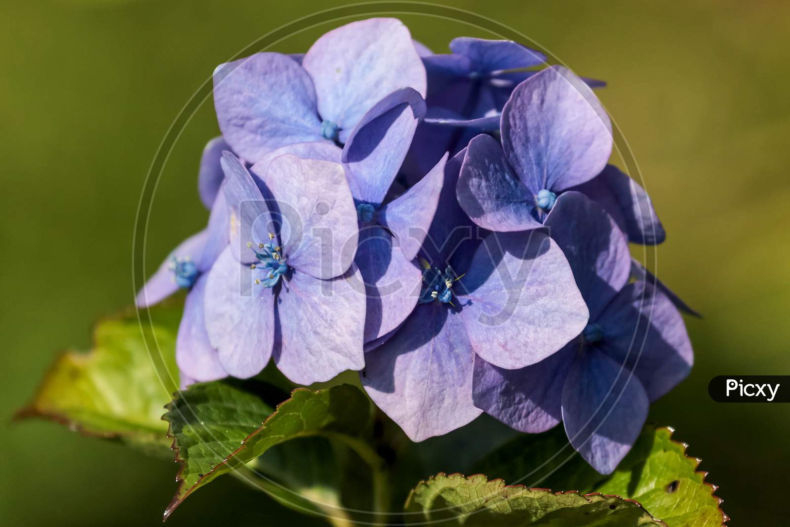 Blue Hydrangea In Full Bloom