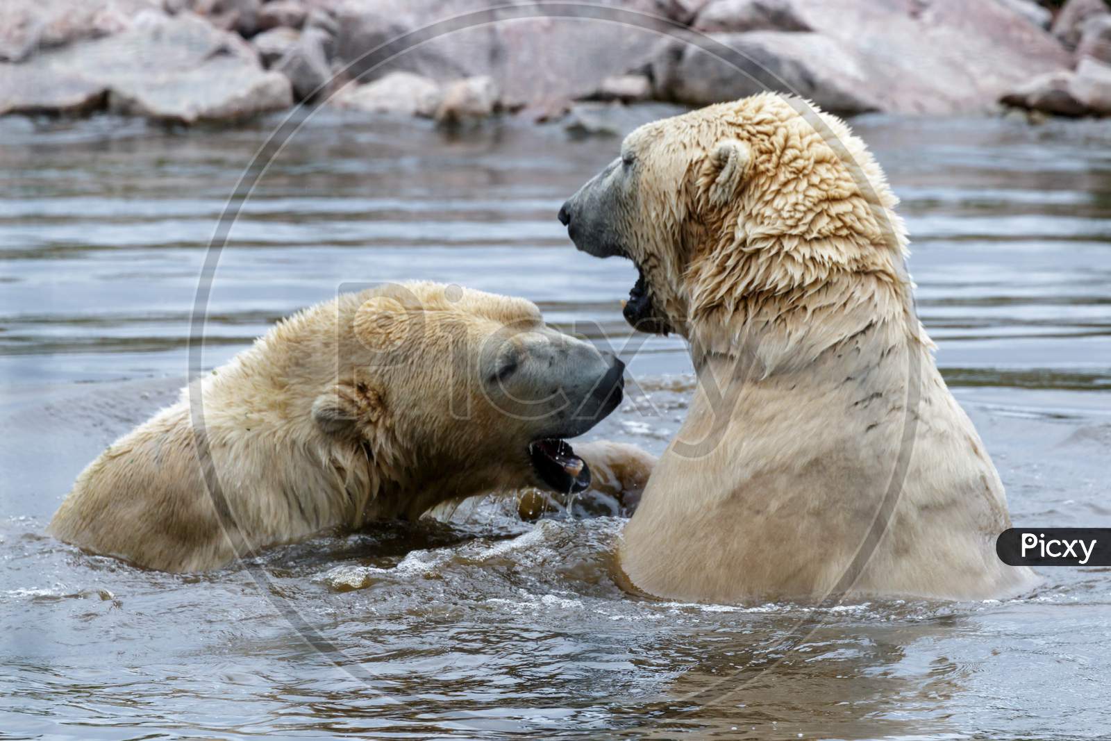 Polar Bear (Ursus Maritimus)