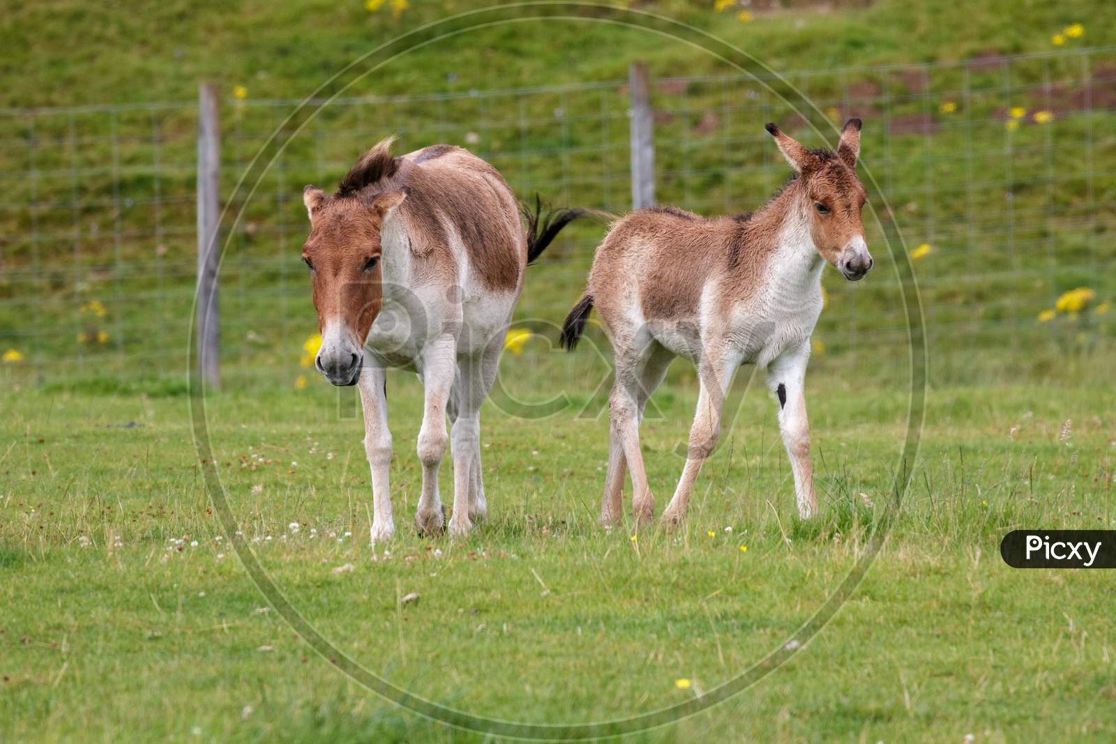 Przewalski Horse (Equus Ferus Przewalskii) And Foal