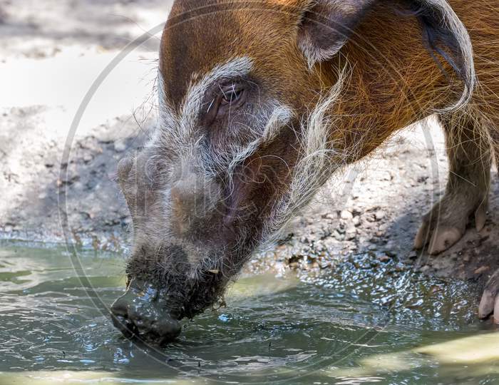 Red River Hog (Potamochoerus Porcus) Drinking From A Water Hole