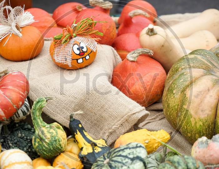 A Group Of Colourful Gourds In Friedrichsdorf