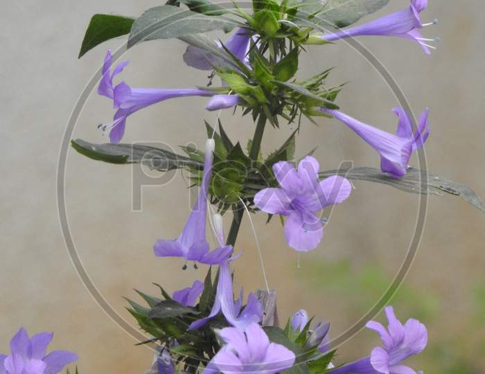 Beautiful Spatika Or Barleria Cristata Violet Color Flower In A Plant With Leaves Isolated On White Background