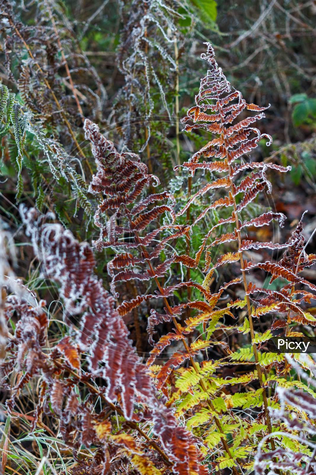 Colourful Decaying Fern Covered With Hoar Frost On A Winters Day