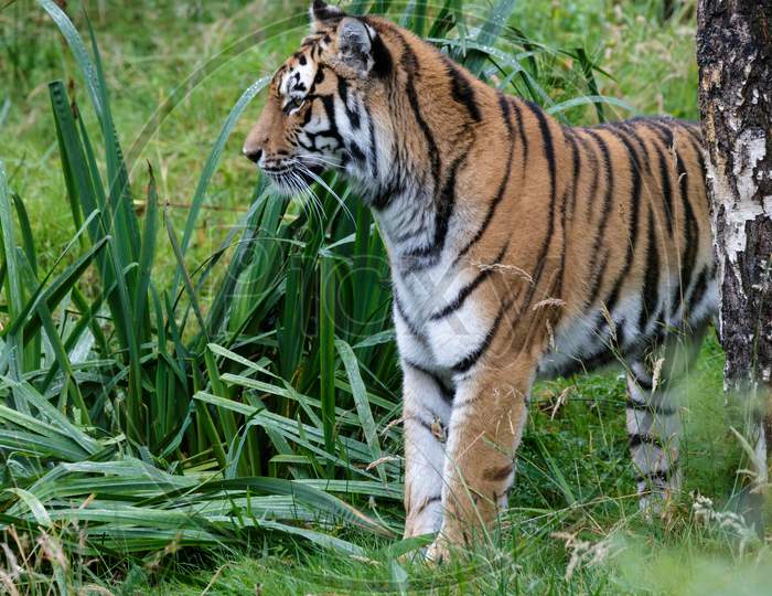 Siberian Tiger (Panthera Tigris Altaica) Or Amur Tiger