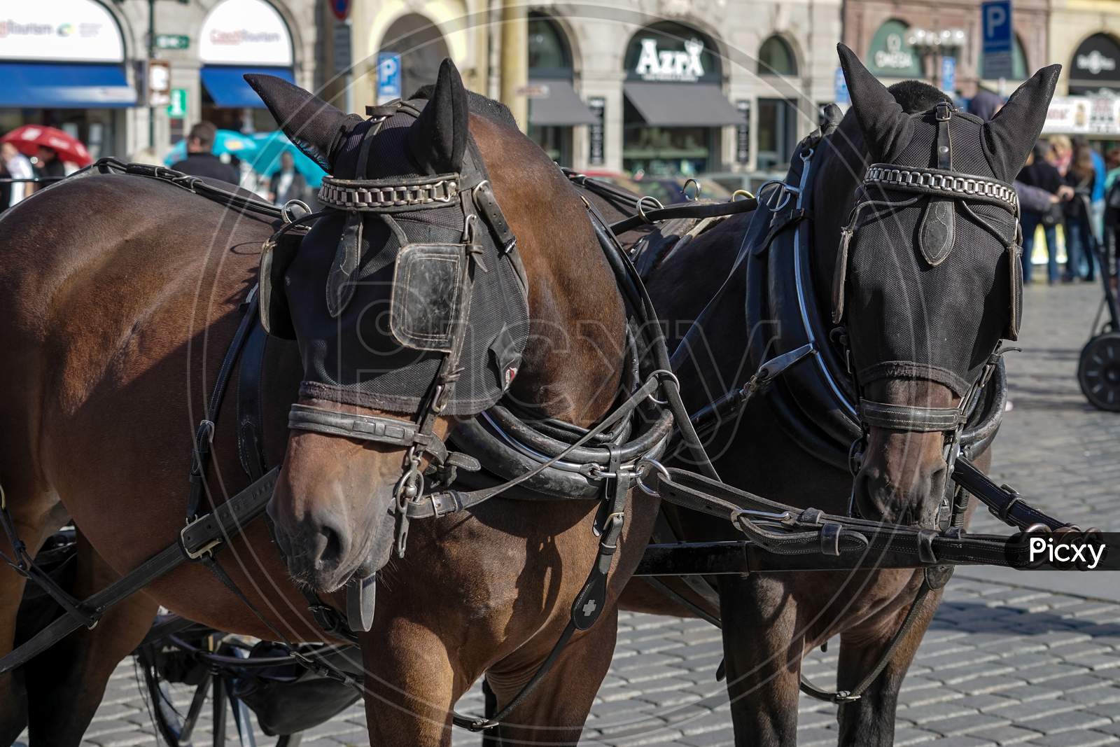 Horses In The Old Town Square In Prague