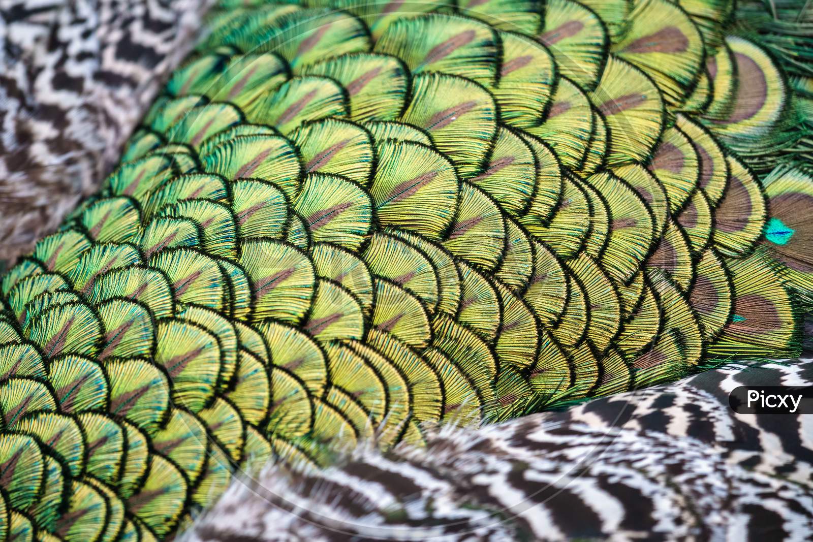 Close Up Of The Colourful Plumage Of A Peacock (Pavo Cristatus)